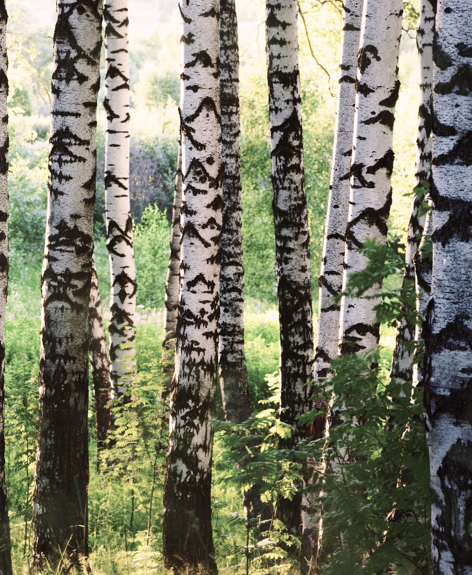 Eine Gruppe von Bäumen in einem grünen Wald, die üppiges Laub und verschiedene Höhen zeigen.